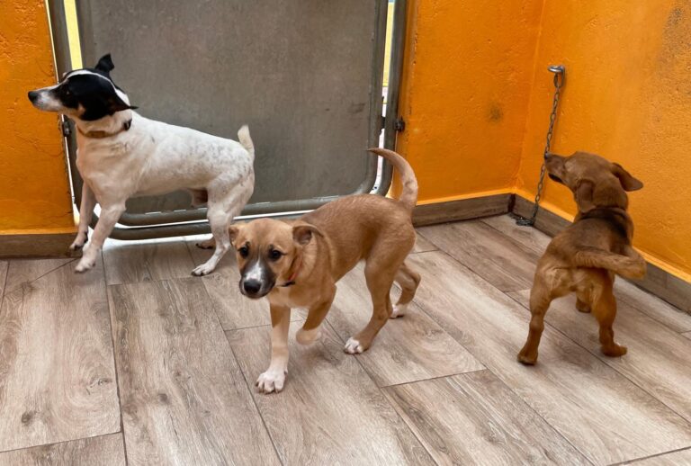 multimedia-foto87549-607-1