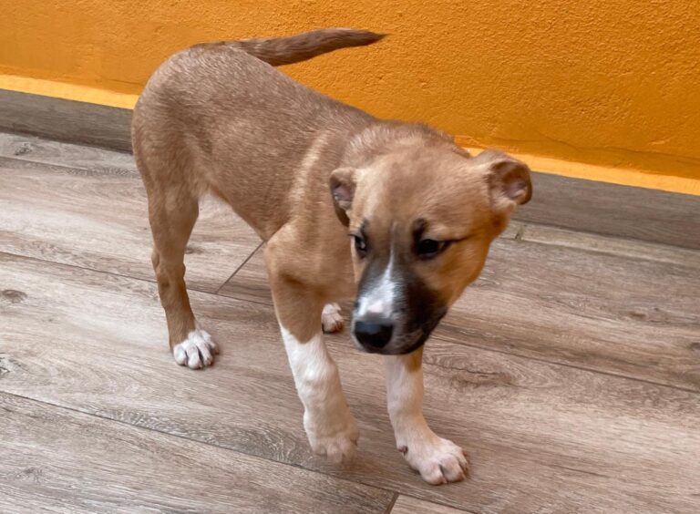 multimedia-foto87554-608-1