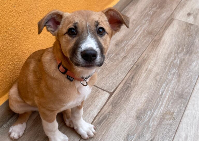 multimedia-foto87555-608-1