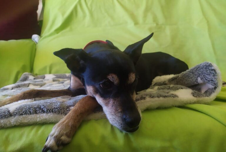 multimedia-foto87567-555-1