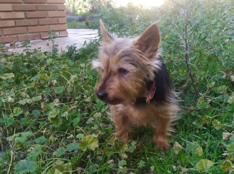 multimedia-foto87589-501-1