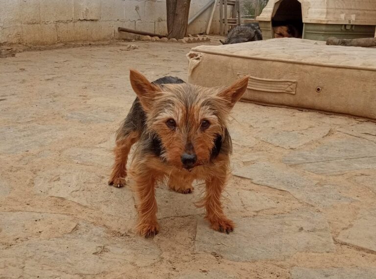 multimedia-foto87590-501-1