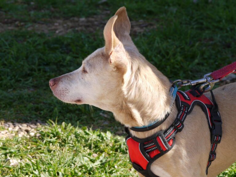 multimedia-foto87592-511-1