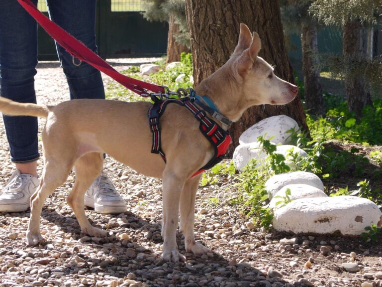 multimedia-foto87597-513-1