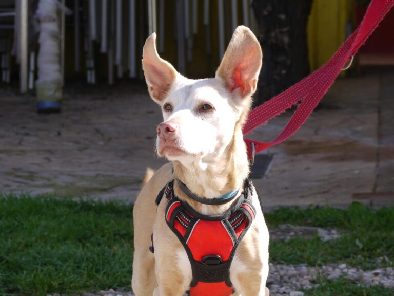 multimedia-foto87598-513-1