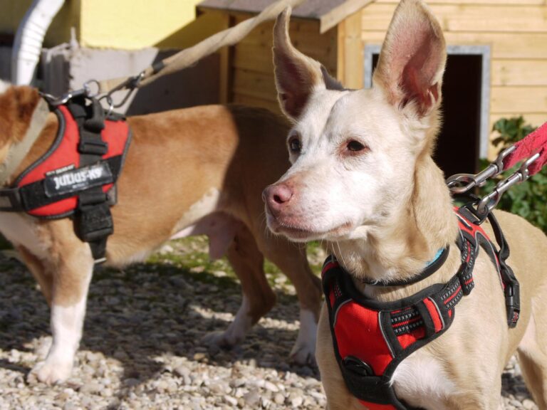 multimedia-foto87600-513-1