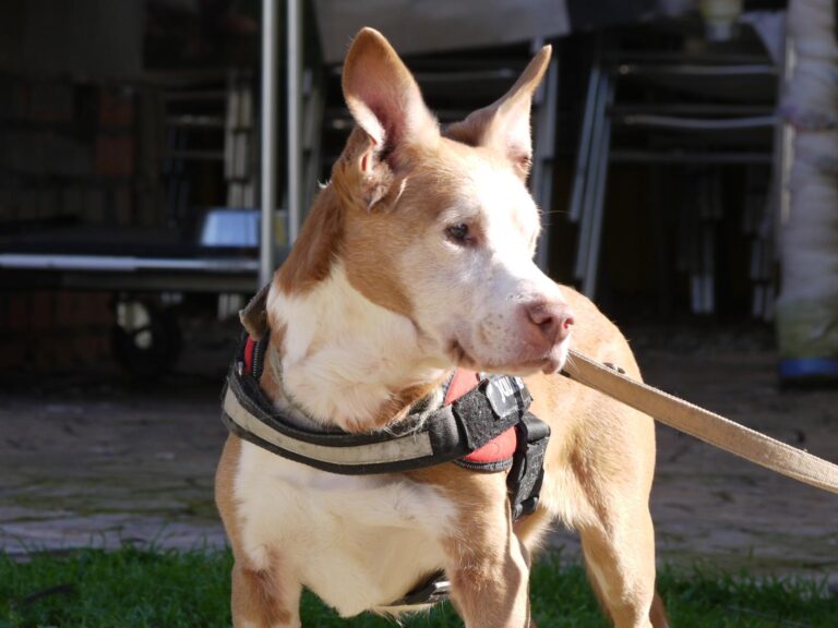 multimedia-foto87603-905-1