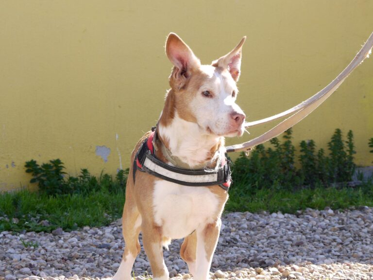 multimedia-foto87606-906-1