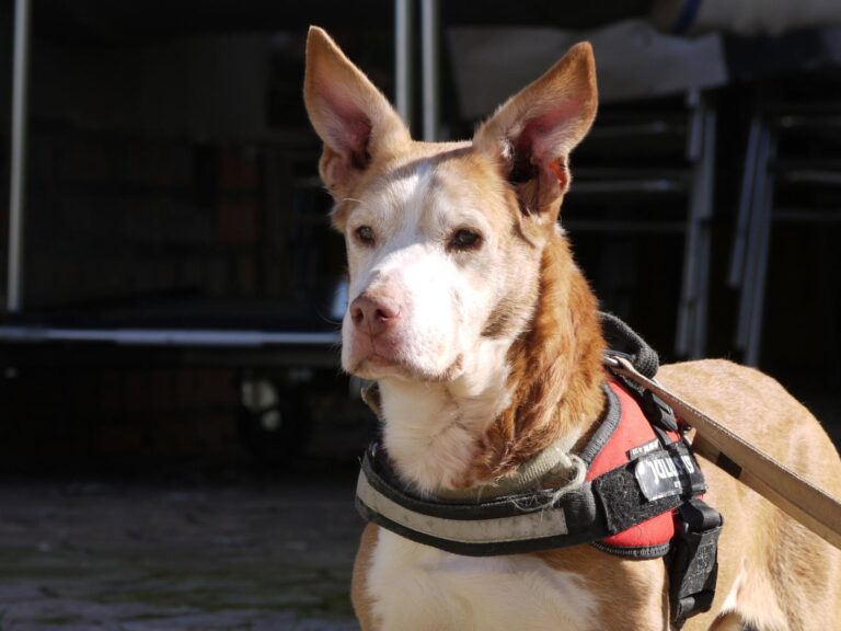 multimedia-foto87608-906-1