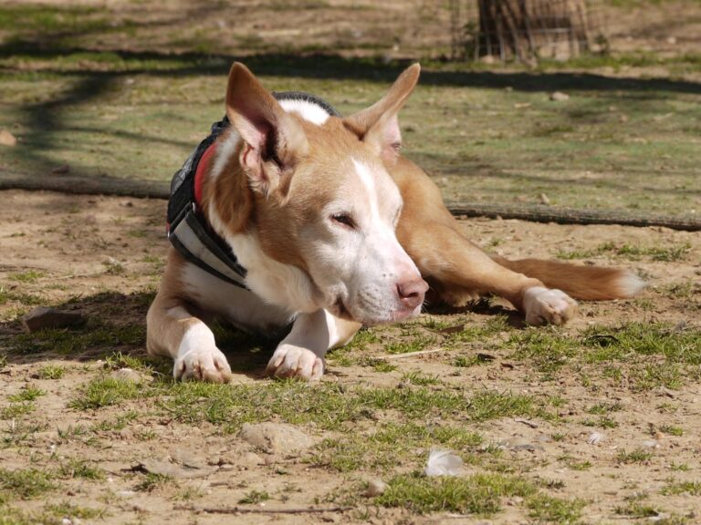 multimedia-foto87609-906-1