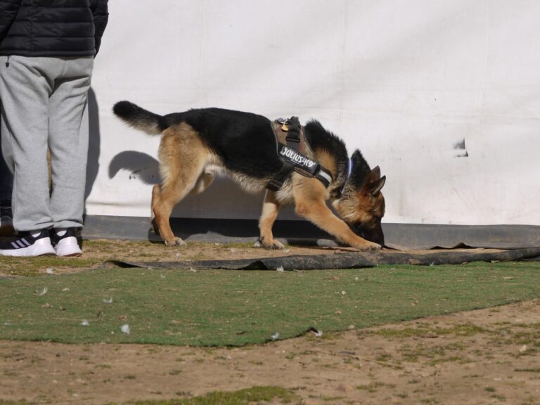 multimedia-foto87612-781-1