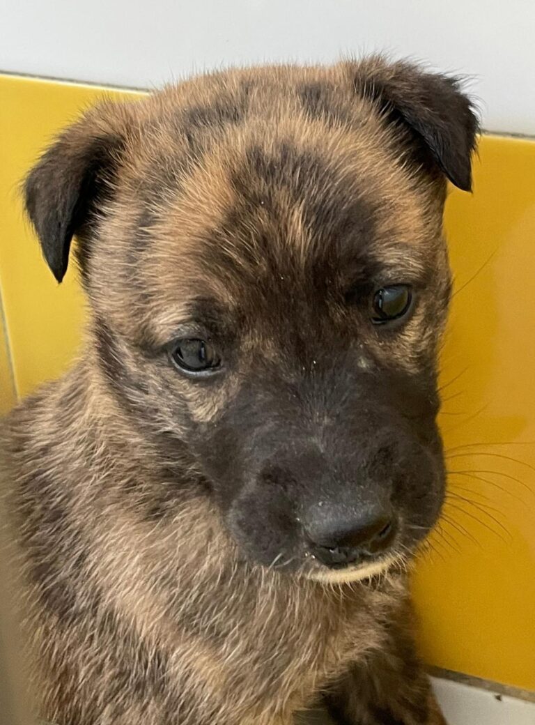 multimedia-foto87652-183-1