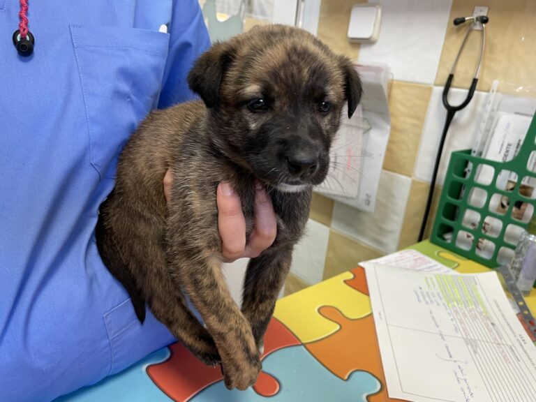 multimedia-foto87656-233-1