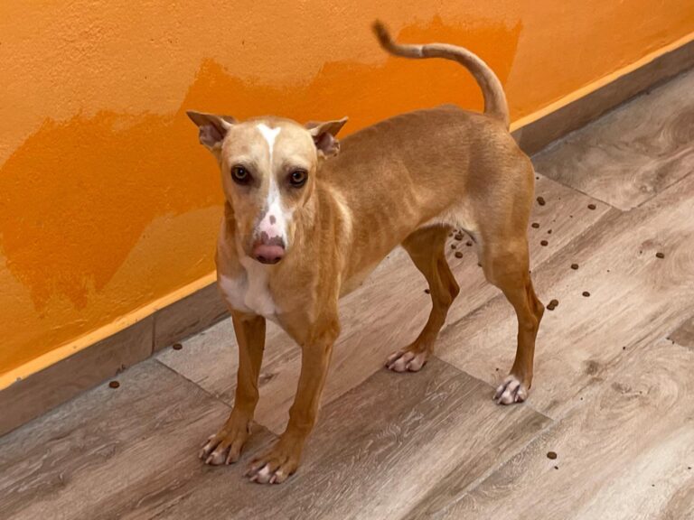 multimedia-foto87690-179-1