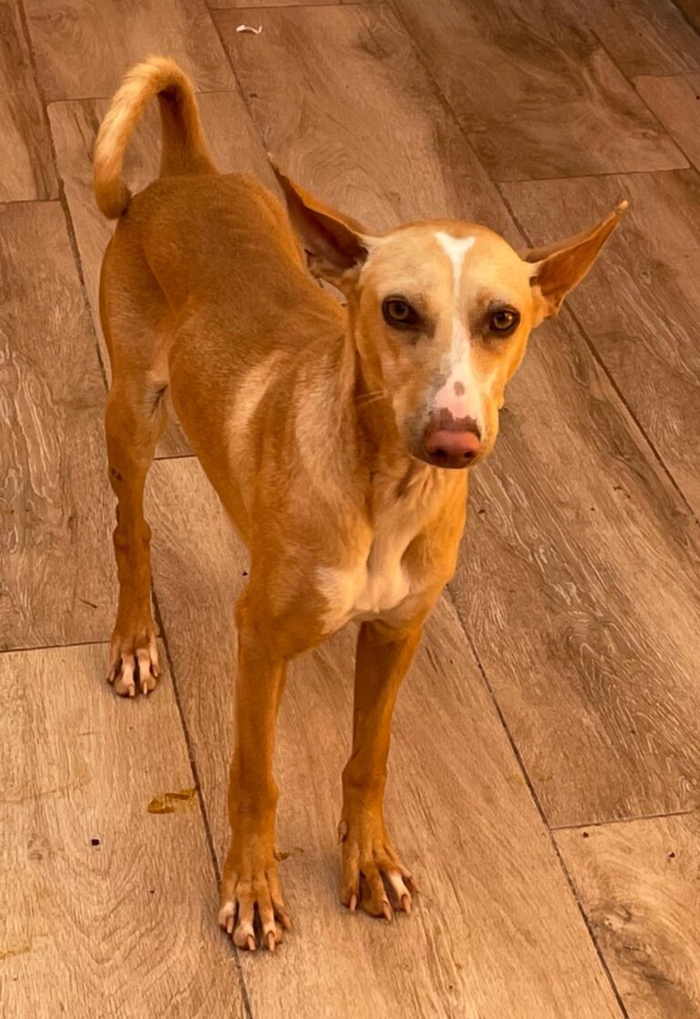 multimedia-foto87691-180-1