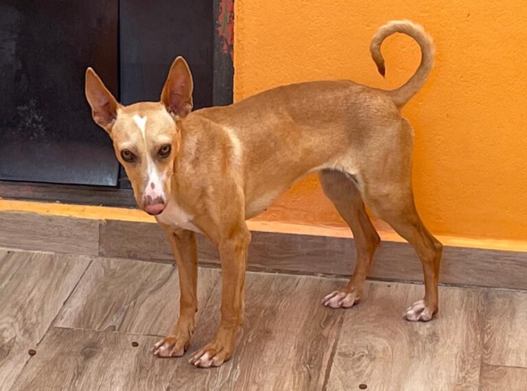 multimedia-foto87692-180-1