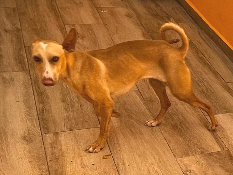 multimedia-foto87694-180-1