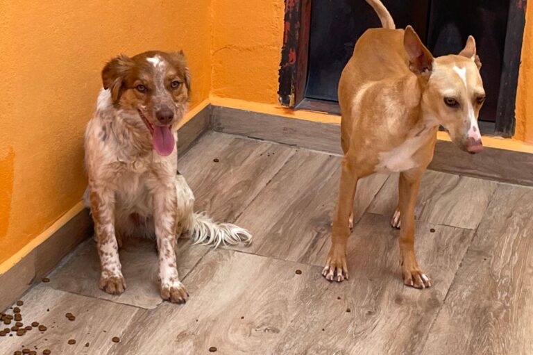 multimedia-foto87695-181-1