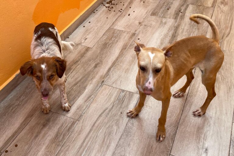 multimedia-foto87696-181-1