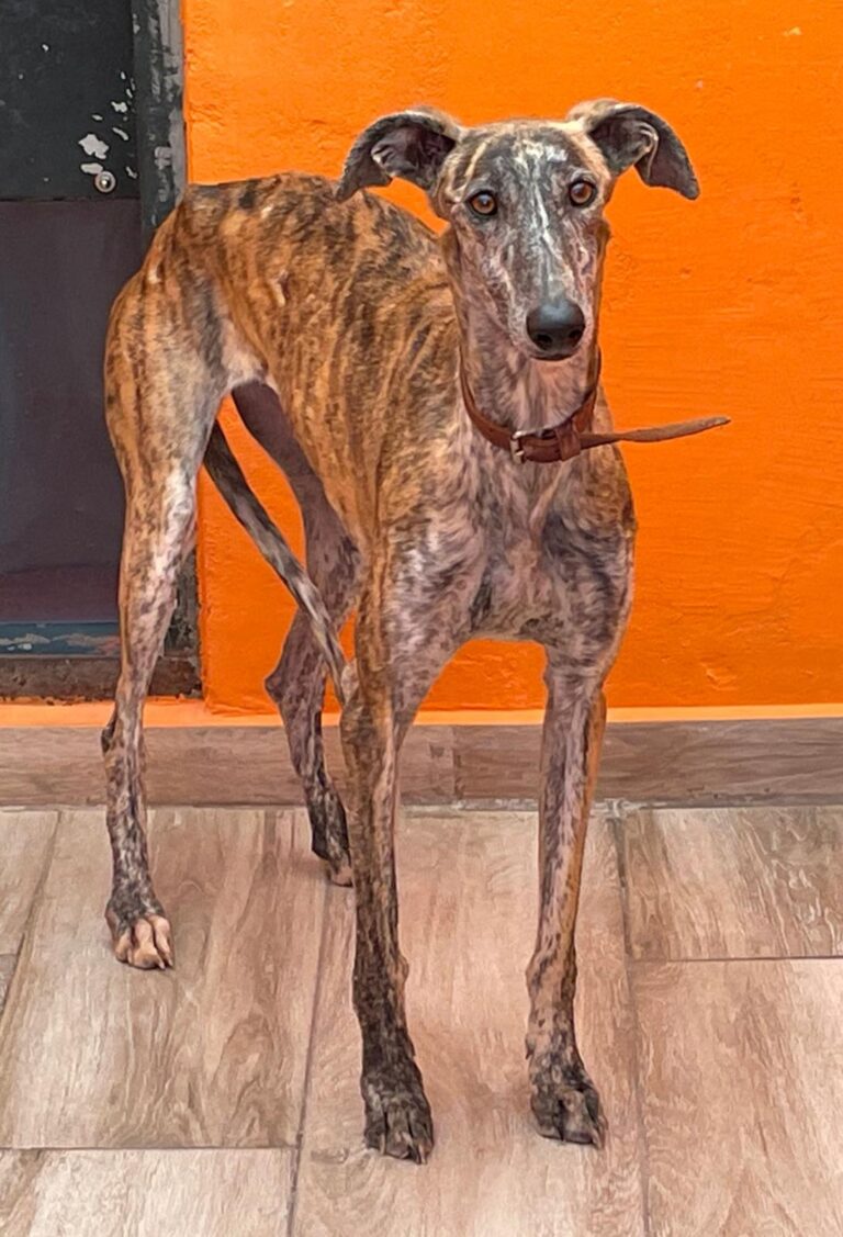 multimedia-foto87729-631-1