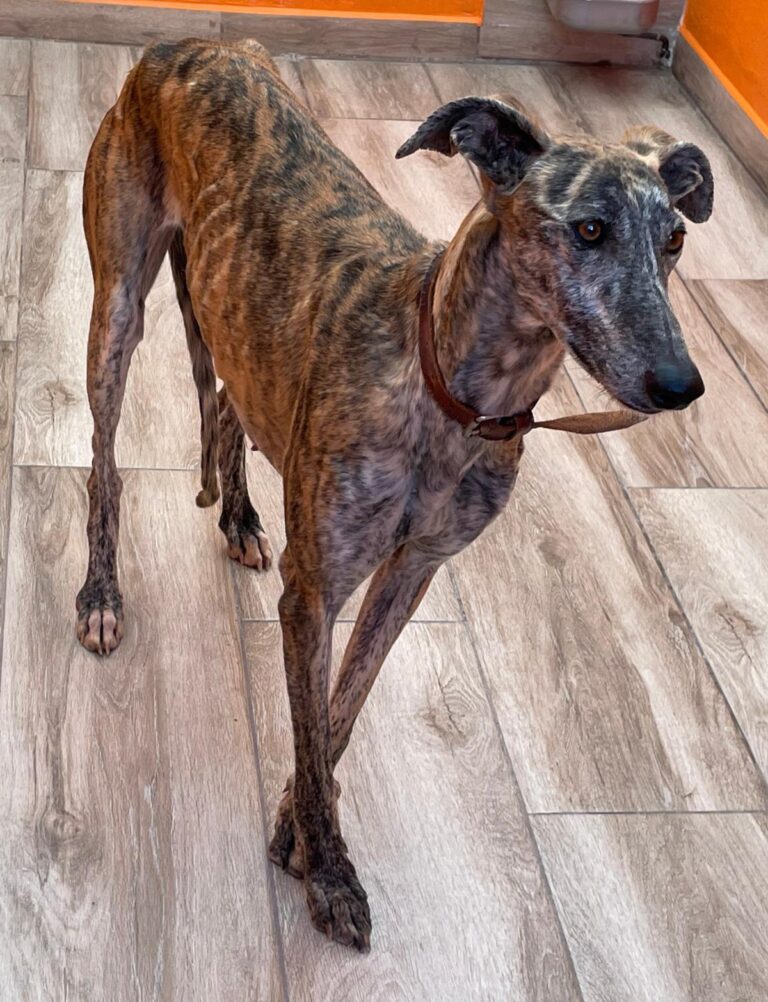 multimedia-foto87730-631-1