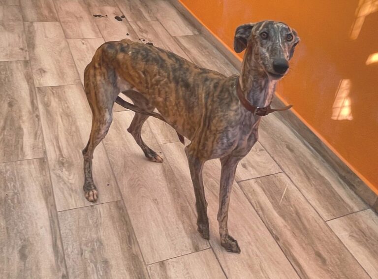 multimedia-foto87731-631-1