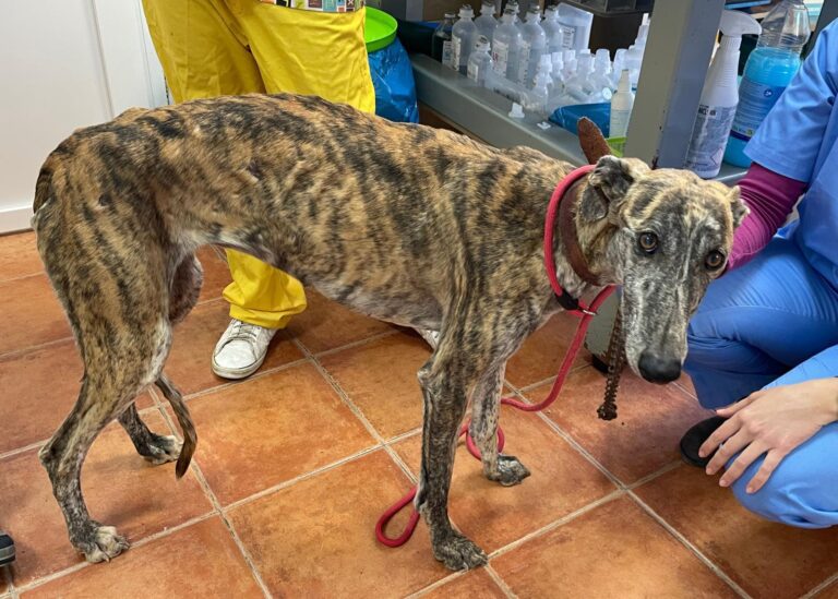 multimedia-foto87732-632-1