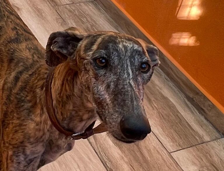 multimedia-foto87734-632-1