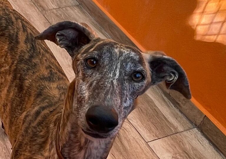 multimedia-foto87735-632-1