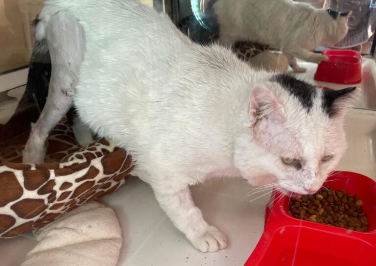 multimedia-foto87754-545-1