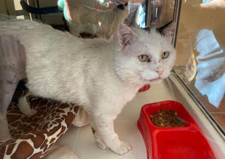 multimedia-foto87755-545-1