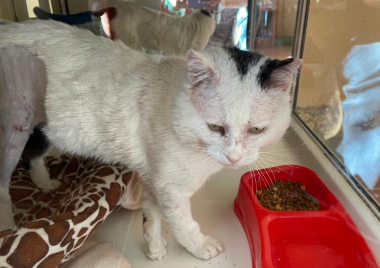 multimedia-foto87756-546-1