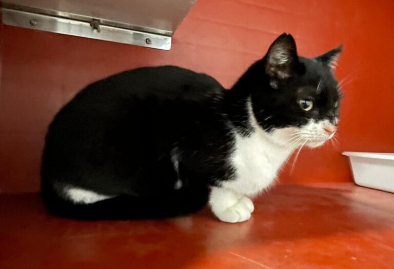 multimedia-foto87765-19-1