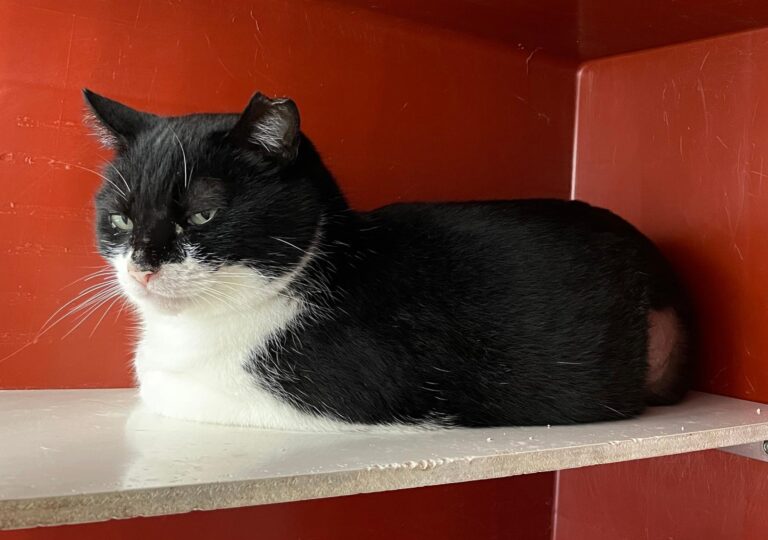 multimedia-foto87767-20-1