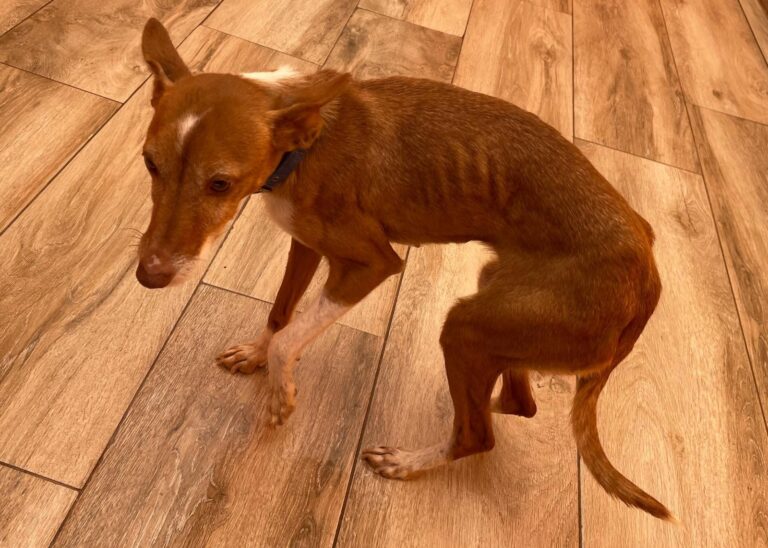 multimedia-foto87774-890-1