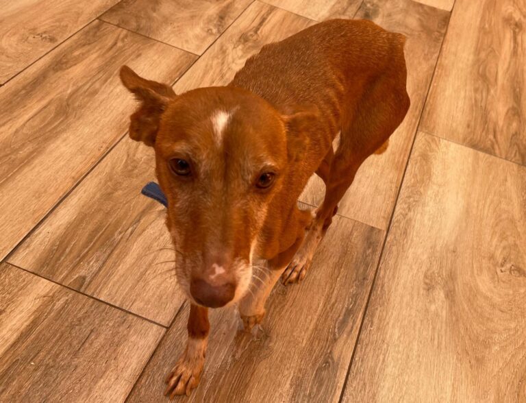 multimedia-foto87775-890-1