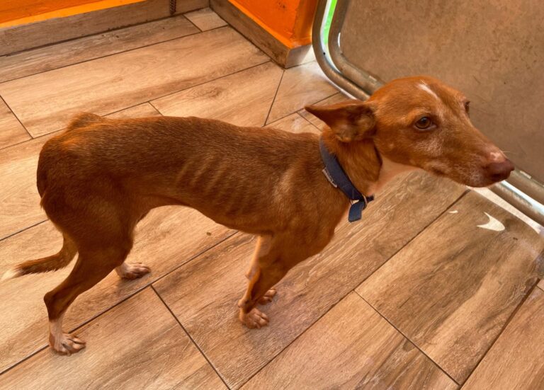 multimedia-foto87776-890-1