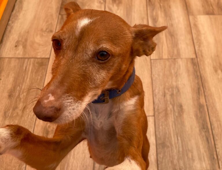 multimedia-foto87781-891-1