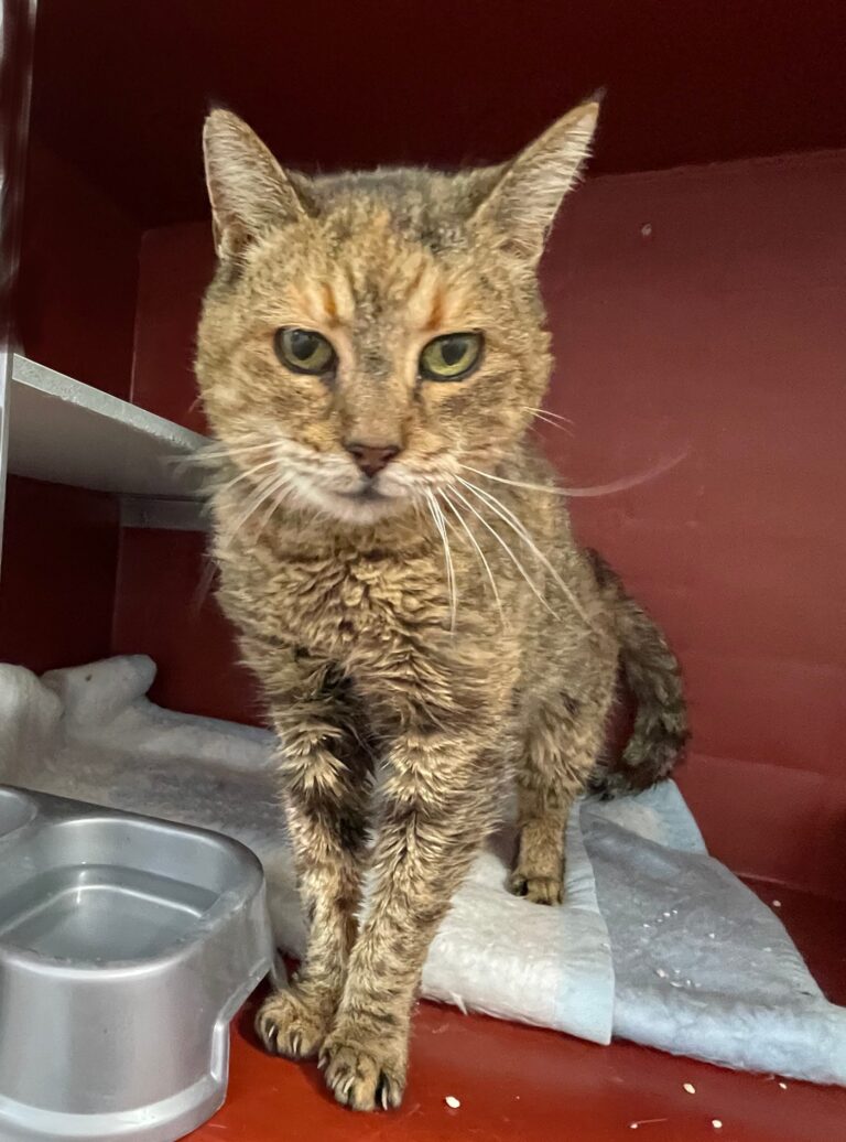 multimedia-foto87791-421-1