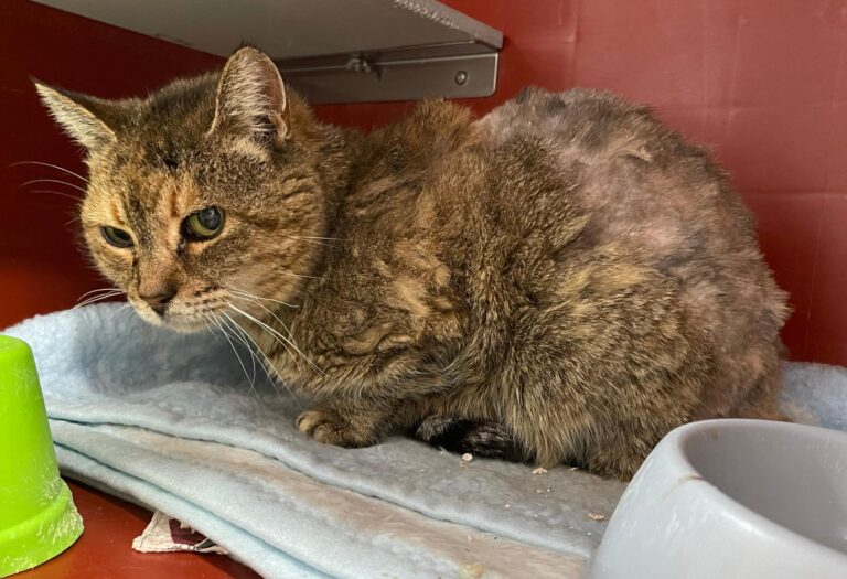 multimedia-foto87792-421-1