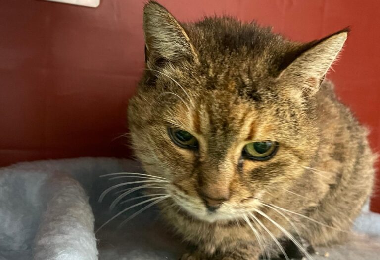 multimedia-foto87793-421-1