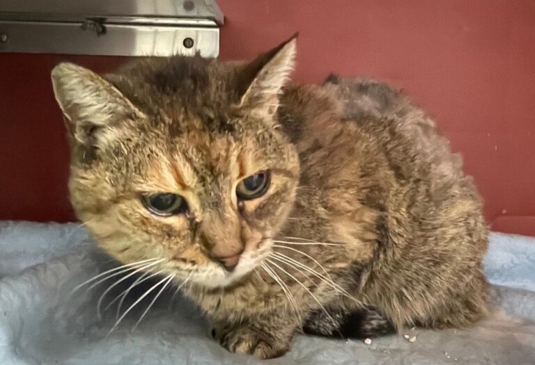 multimedia-foto87794-422-1