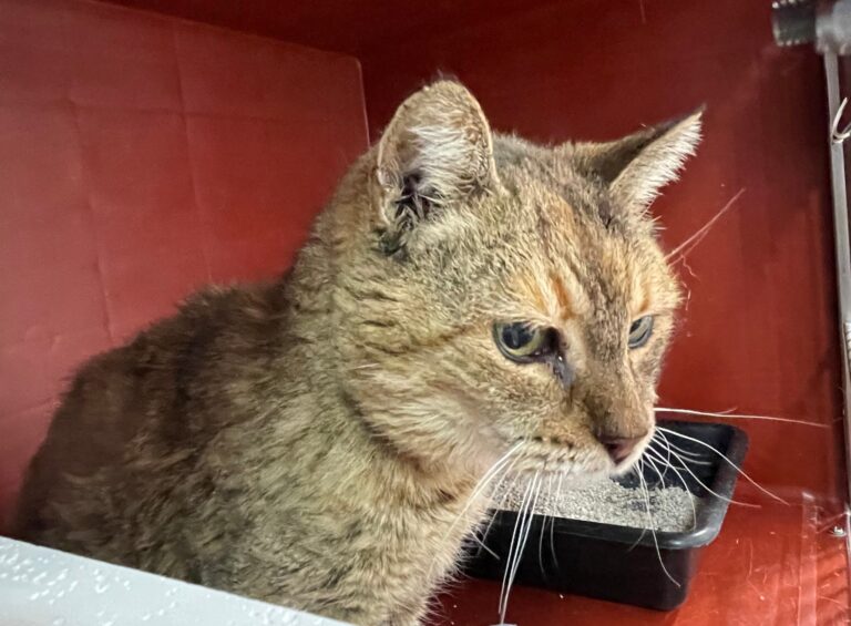 multimedia-foto87795-422-1