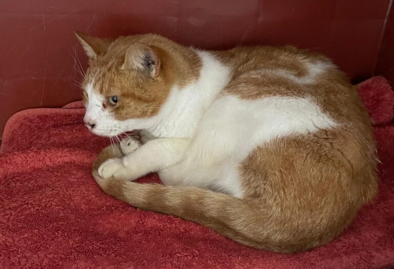 multimedia-foto87799-764-1