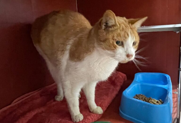 multimedia-foto87800-764-1