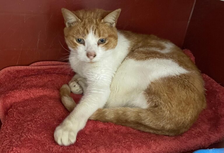 multimedia-foto87801-764-1