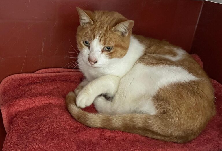 multimedia-foto87802-764-1