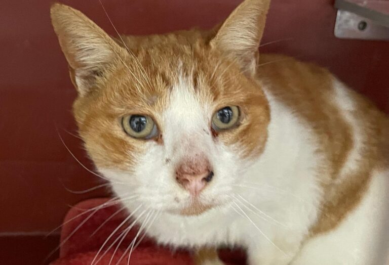 multimedia-foto87803-765-1