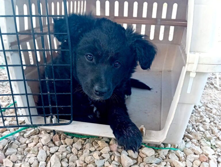 multimedia-foto87821-981-1