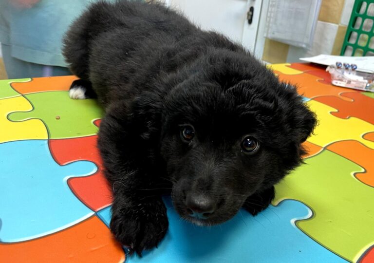 multimedia-foto87824-982-1